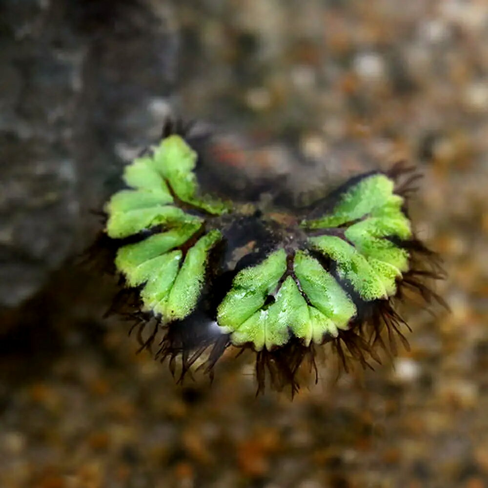 イチョウの葉にそっくりなかわいい浮草です！（浮草）イチョウウキゴケ（無農薬）（6株）販売名イチョウウキゴケ別名-学名（※）Ricciocarpus　natansRiccio→Riccia（人名に因んでいます）＋carpus[果実]、natans[浮遊した]という意味。 （※）…改良品種や学名が不明の種は流通名での記載の場合があります。分類ウキゴケ科（Ricciocarpus）イチョウウキゴケ属（Ricciocarpos）分布世界各国、日本どんな種類？育成難易度　→　★★★☆☆ウキゴケ科（Ricciaceae）の植物。イチョウのような形をしたウキゴケの仲間で、水面を浮遊するか、湿った地面に生えます。日本では唯一、水面で生息している浮遊性の苔類で、1属1種です。葉状体（緑色に見える葉のような部分）は心臓形で、通常これが対になっていて、やがて生長すると分かれて増えていきます。葉の表面には溝があり、そこに胞子ができます。スポンジ質の葉によって浮力を得ます。葉状体の裏には根のような鱗片があります。日本では環境の変化等により個体数が減っています。ビオトープ向きの植物で、それ程増殖スピード等も速くなく草姿も小さいことからある程度余裕も持った場所に浮かべるとよいでしょう。育成要件＆データ光量　　　　　→　60cm20W4灯以上（3200〜4000lm）CO2　　　　 →　無くても可　1滴／3秒（60cm標準水槽相当）pH　　　　　　→　5．5〜7GH　　　　 　 →　0〜6kH　　　　　　→　0〜6温度　　　　　→　20〜26度底砂　　　　　→　ソイル、砂、大磯※…育成環境は一例です。必ずしもこの環境下であれば育つことを確約するものではございません。注意※表記サイズは1株（1本）でのおおよその目安です。育成環境や、成長の度合いにより最大サイズは異なります。※入荷状況等により、ポットなし1ポット分での発送となる場合がございます。ガーデニングの用語一覧葉水（はみず）⇒霧吹きで葉に水を吹きかけること。空中湿度を保ったり、葉の温度を下げるなどの目的で行う。元肥（もとごえ）⇒植物を植える際、あらかじめ用土に加えておく肥料のこと。追肥（ついひ）⇒植物を育てている途中で補給する肥料のこと。もしくはその肥料を補給すること。お礼肥（おれいごえ）⇒花を咲かせたり果実を収穫した後の、植物を回復させる為に与える肥料のこと。主に速効性化成肥料を用いることが多い。寒肥（かんごえ）⇒冬に農作物や庭木に施す肥料のこと。主に遅効性肥料（有機質肥料）を用い、休眠期に土中で分解させておくことで、春にちょうど良い 具合に効き始め効果が持続する。根腐れ（ねぐされ）⇒水や肥料を与えすぎたり、水はけが悪いなどの原因で根が腐ること。根腐れを起こした植物は、悪臭を放つ場合がある。葉やけ（はやけ）⇒直射日光の当てすぎで、葉が変色したり、枯れたりすること。短日処理（たんじつしょり）⇒暗期が一定時間より長くなると開花が促進される植物（短日植物）に、光の当たる時間を調整すること。苞（ほう）⇒葉が変形したもので、つぼみを包んでいた葉のこと。花を保護する役割がある。 … _gardening　_aqua　アクア　ガーデニング　金魚・メダカ　金魚藻　CO2なしでも育つ水草　水草　浮き草　kaijyo　イチョウウキゴケ　Ricciocarpus　natans　y22m01　onecoin202402・（浮草）イチョウウキゴケ（無農薬）（1株） 構成する商品内容は在庫状況により予告無く変更になる場合がございます。予めご了承下さい。