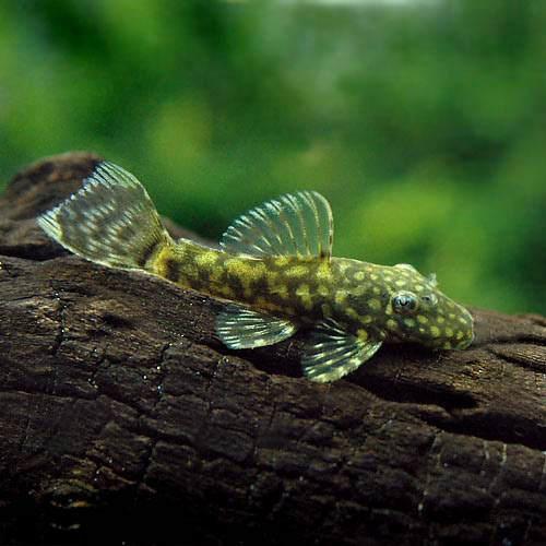 （熱帯魚）ミニブッシープレコ（4匹）　北海道・九州航空便要保温