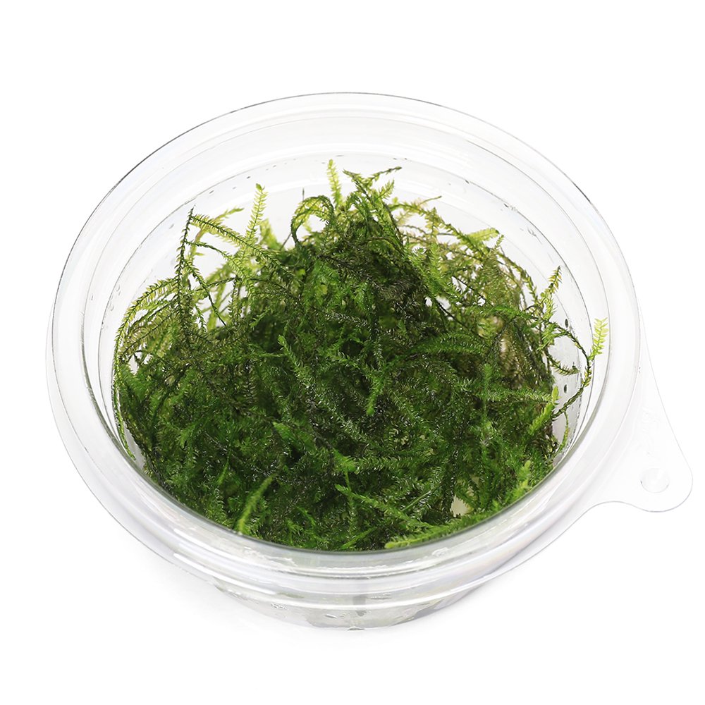 （水草）ジャワモス（水中葉）（無農薬）（1カップ）