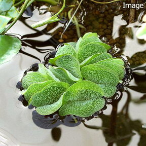 （浮草）オオサンショウモ（無農薬）（5株）