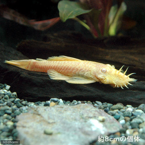 ��Ǯ�ӵ��˥���ӥΥߥ˥֥å����ץ쥳��1ɤ�ˡ��̳�ƻ���彣�Ҷ������ݲ�