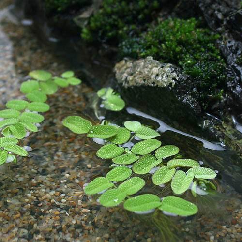 （浮草）サンショウモ（無農薬）（3株）