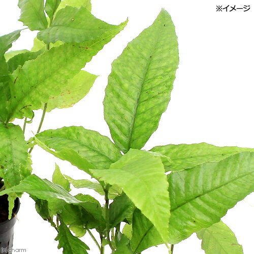 �ʥƥ�ꥦ��˥����ե����1�ݥå�ʬ�ˡ��̳�ƻ���彣�Ҷ������ݲ�