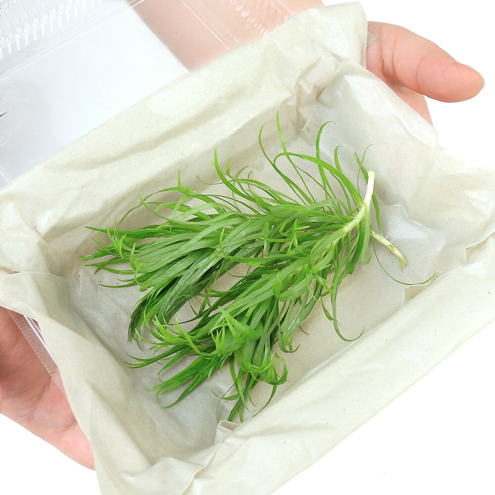 �ʿ���˥��㥤����ȡ��ȥ˥ʡʿ����աˡ�̵�����ˡ�2�ܡ�