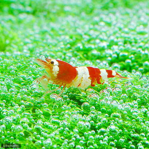 �ʿ���˥ɥ�եꥷ���ʿ����աˡ�̵�����ˡ�1�ѥå�ʬ��