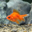 (国産金魚)紅葉琉金(3匹) 北海道・九州航空便要保温