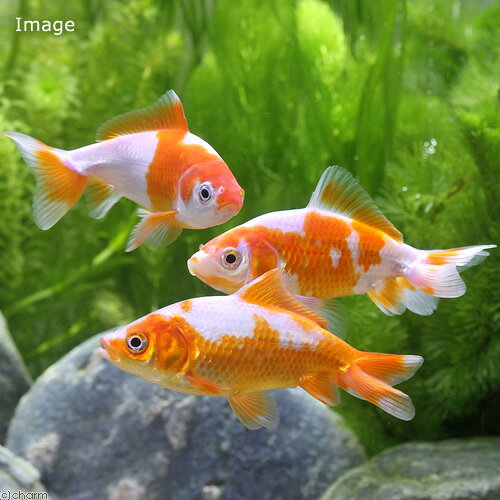 （国産金魚）更紗和金　三つ尾〜四つ尾　9〜12cm（3匹）