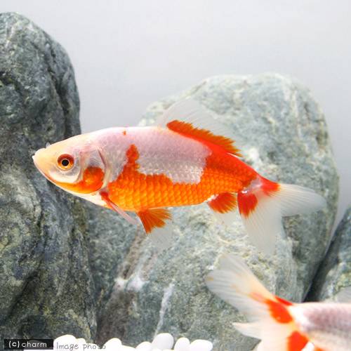 （国産金魚）更紗和金　三つ尾〜四つ尾　9〜12cm（3匹）
