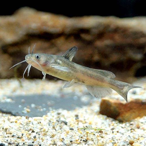 （淡水魚）ギバチ（3匹）