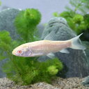 （淡水魚）アルビノ草魚（アルビノソウギョ）　Sサイズ（1匹）