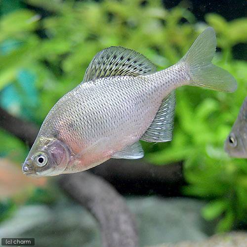 （淡水魚）ゼニタナゴ（3匹）のサムネイル