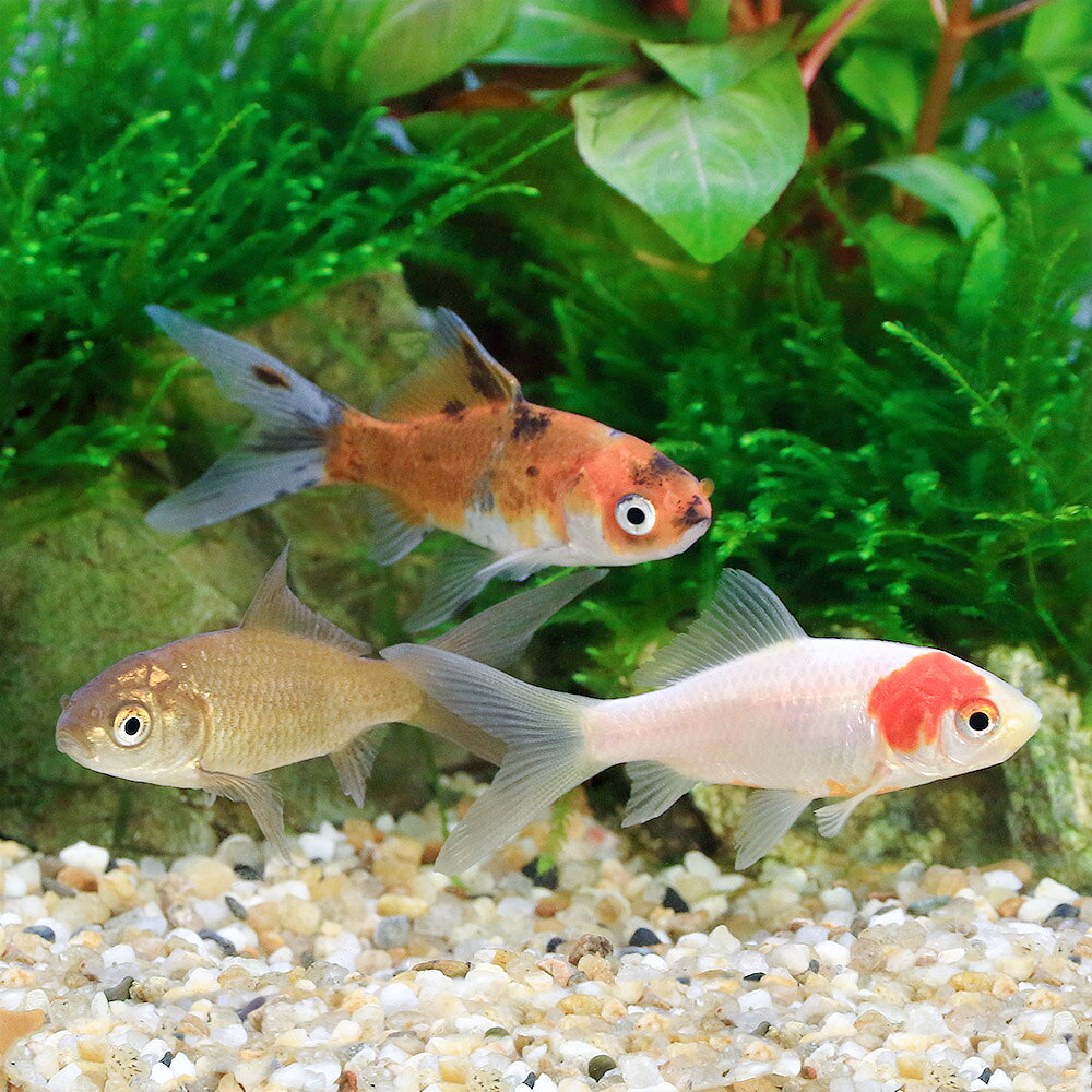 （国産金魚）和金ミックス　色指定無し　5〜8cm（5匹）