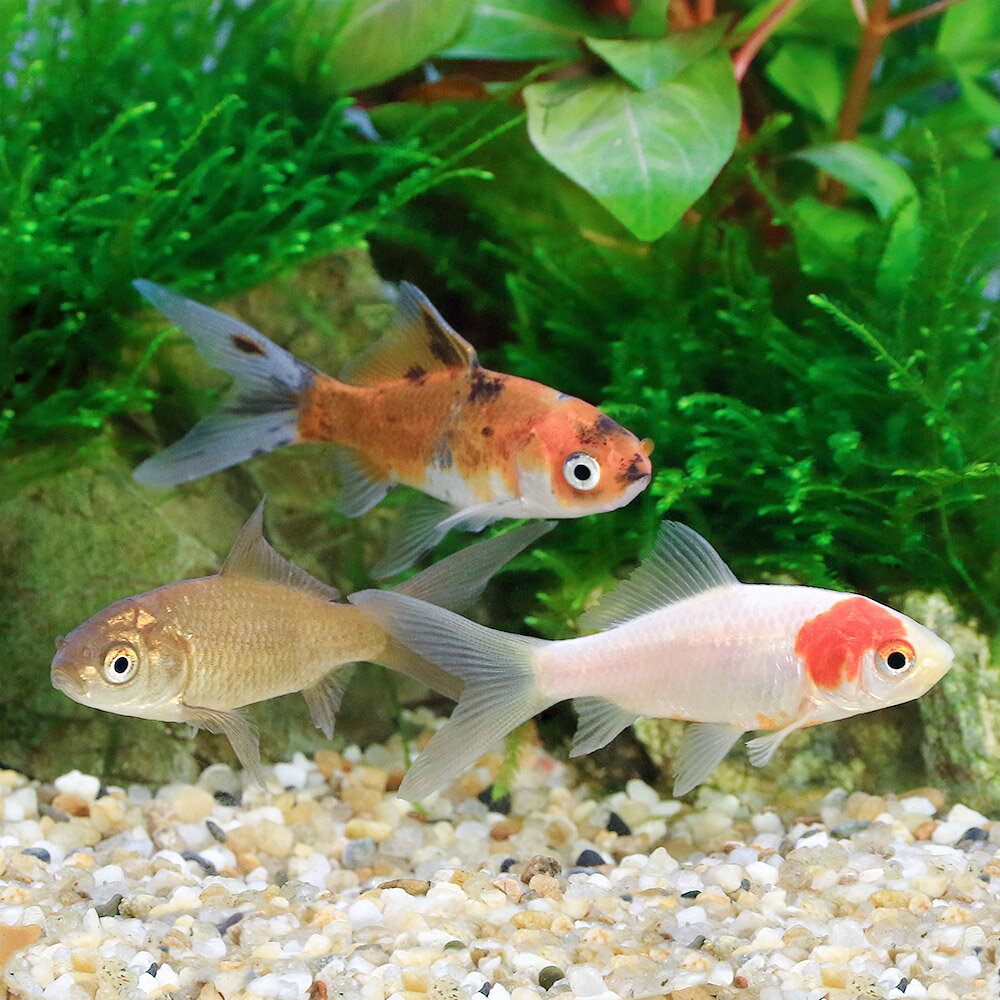 （国産金魚）和金ミックス　色指定無し（10匹）
