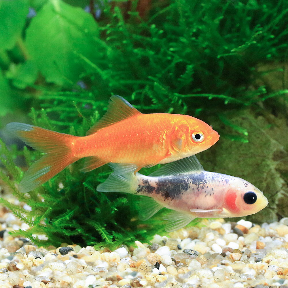 （国産金魚）和金ミックス　色指定無し（10匹）