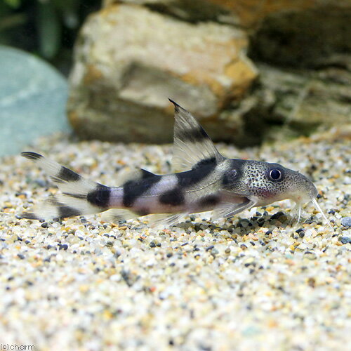 （熱帯魚）シノドンティス・デコルス（ワイルド）（1匹）　北海道・九州航空便要保温