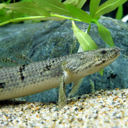 （熱帯魚）ポリプテルス・デルヘジィ　18〜21cm（ワイルド）（1匹）　北海道・九州航空便要保温