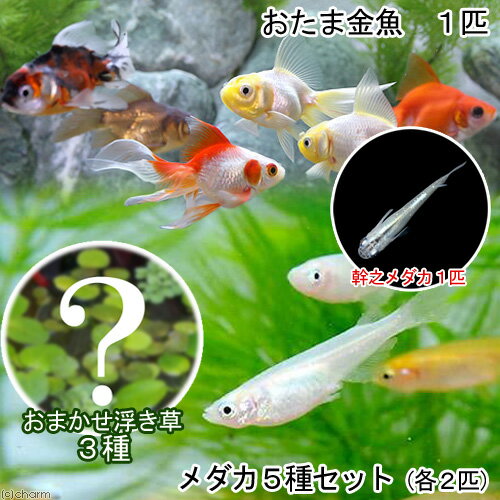 （めだか）（水草）水辺のなかよしセット　メダカ5種とおたま金魚（浮き草　幹之メダカ付き）