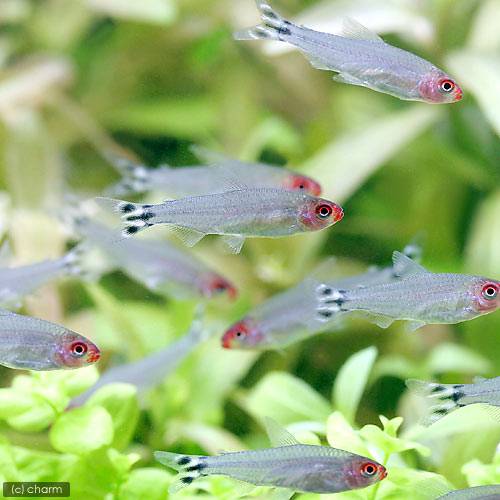 ��Ǯ�ӵ��˥�ߡ��Ρ������ƥȥ�ʥ֥꡼�ɡˡ�20ɤ�ˡ��̳�ƻ���彣�Ҷ������ݲ�