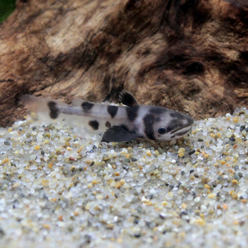 （熱帯魚）ビッグヘッドレオパードドルフィン・キャット　Sサイズ（1匹）　北海道・九州航空便要保温