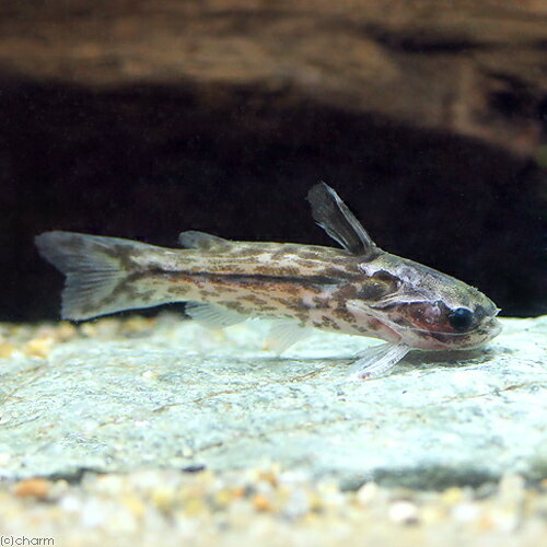 （熱帯魚）クレンツベルグ・タティア（1匹）　北海道・九州航空便要保温