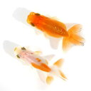 （国産金魚）協会系らんちゅう 4～7cm（1匹）