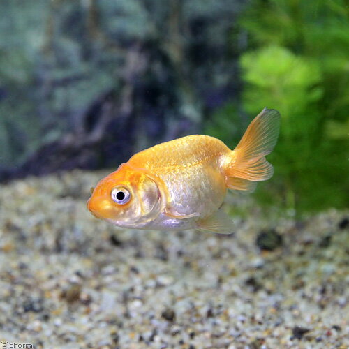 （国産金魚）協会系らんちゅう　5〜8cm（1匹）