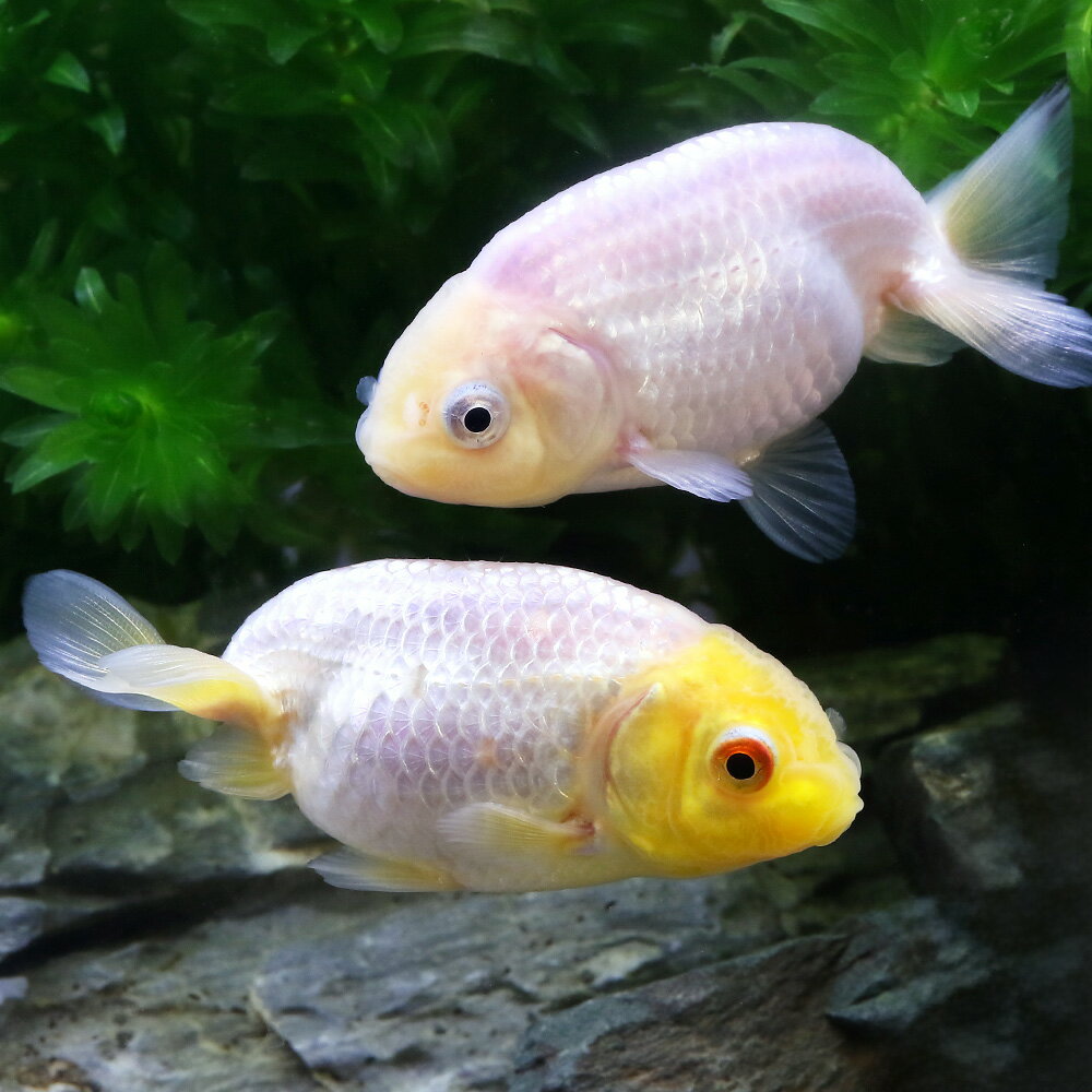 （国産金魚）協会系らんちゅう　5〜8cm（1匹）