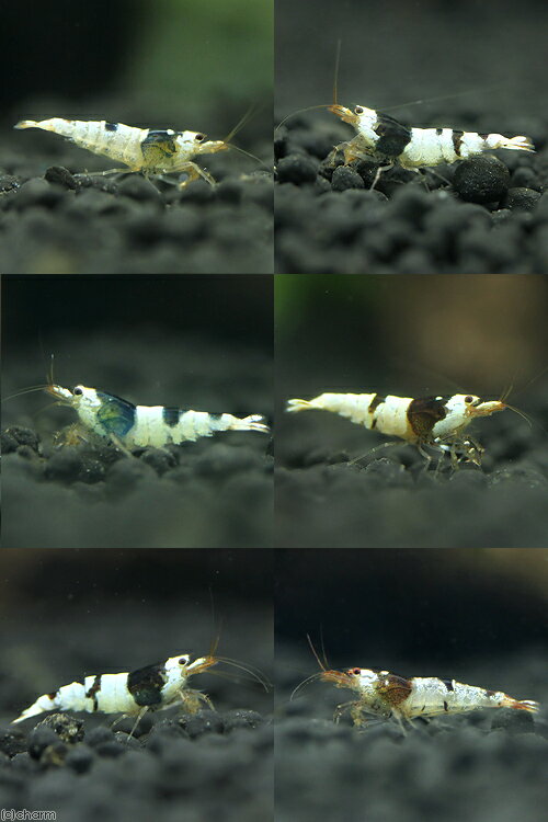 �ʥ��ӡ�̵���̡��֥�å��ӡ�������ס�1ɤ�ˡ��̳�ƻ���彣�Ҷ������ݲ�