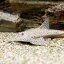 (熱帯魚)コロンビアカメレオン・ロリカリア(1匹) 沖縄別途送料 北海道・九州航空便要保温 21,600円