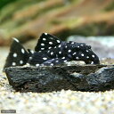 (熱帯魚)ブラックドラゴンスター・クラウンプレコ Sサイズ(ワイルド)(1匹) 北海道航空便要保温 沖縄別途送料