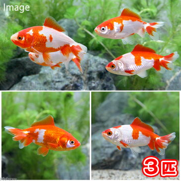 (国産金魚)更紗和金 平賀養魚場産(3匹)