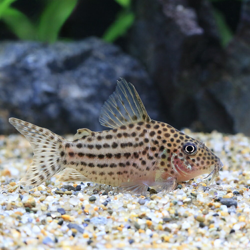 （熱帯魚）コリドラス・セミロングノーズアラグアイエンシス（ワイルド）（1匹）　北海道・九州航空便要保温　沖縄別途送料