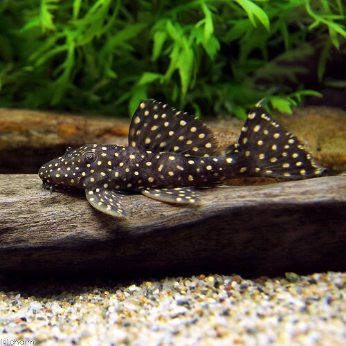 （熱帯魚）ドラゴンスター・クラウンプレコ　L−029（ワイルド）（1匹）　北海道・九州航空便要保温