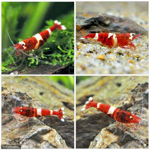 �ʥ��ӡ�̵���̡���åɥ���ɡ�������ס�1ɤ�ˡ��̳�ƻ���彣�Ҷ������ݲ�