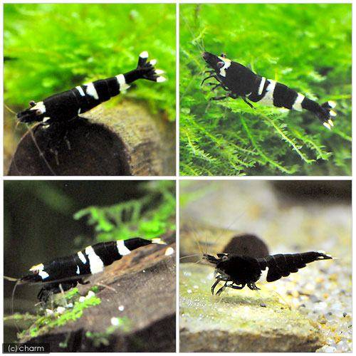 �ʥ��ӡ�̵���̡��֥�å�����ɡ�������ס�1ɤ�ˡ��̳�ƻ���彣�Ҷ������ݲ�