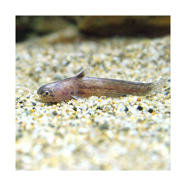 （熱帯魚）ブラウン・カンディル（1匹）　北海道・九州航空便要保温