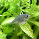 (熱帯魚)ブラックコロソマ Sサイズ(ワイルド)(1匹) 北海道航空便要保温