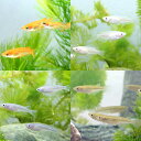 (めだか)メダカ初心者セット(楊・青・白・黒)各3匹(12匹)
