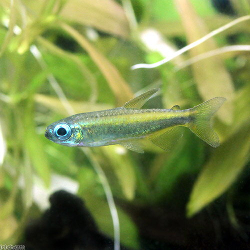 （熱帯魚）ゴールデンコンゴテトラ（3匹）　北海道・九州航空便要保温