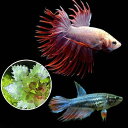 (熱帯魚)(水草)ベタ・クラウンテール 色指定なし(ヒシ1株付き)(1ペア) 本州四国限定