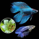 (熱帯魚)(水草)ベタ・ダブルテール 色指定なし(ヒシ1株付き)(1ペア) 本州四国限定