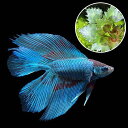 (熱帯魚)(水草)ベタ・ダブルテール 色指定なし オス(ヒシ1株付き)(1匹) 本州四国限定