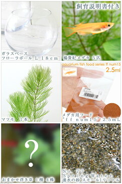 (めだか)メダカリウム 楊貴妃と浮き草 飼育セット 初心者 本州四国限定 お一人様2点限り