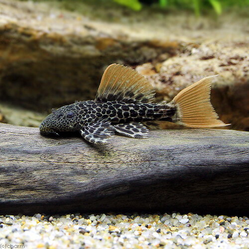 （熱帯魚）スーパーオレンジフィンレオパード・トリム　ソリッドテール　ローライマ（ブリード）（1匹）　沖縄別途送料　北海道・九州航空便要保温