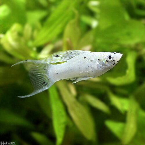 （熱帯魚）ダルメシアンライヤーテールモーリー（4匹）　北海道・九州航空便要保温