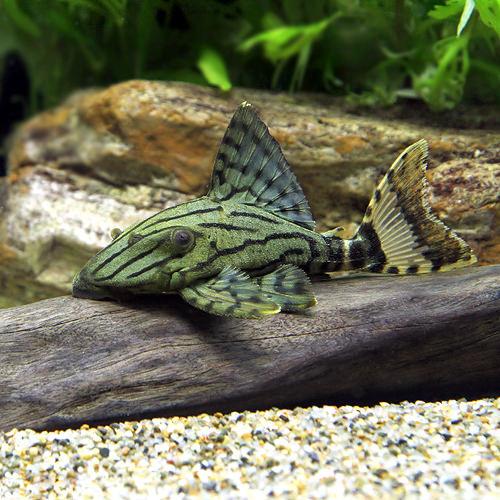 （熱帯魚）グリーン・ロイヤルプレコ　Mサイズ（ワイルド）（1匹）　北海道・九州航空便要保温