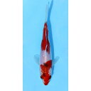 （錦鯉）紅白／コウハク　ニシキゴイ　8〜13cm（3匹）