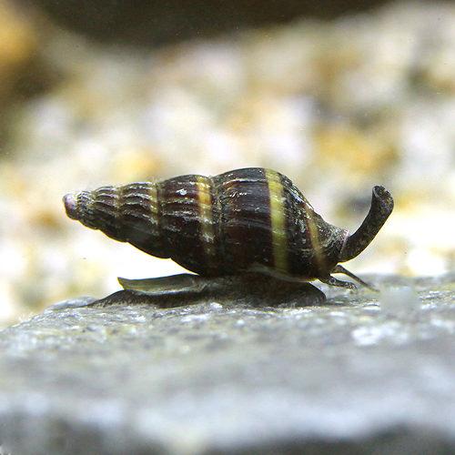お送りする個体は殻高1〜1．5cm程度です。個体サイズや模様、雌雄の指定についてはお受け致しかねますのでご了承下さい。ブラックキラー・スネール販売名ブラックキラー・スネール学名（※）Clea　helenaAnentome　helena（※）…改良品種や学名が不明の種は流通名での記載の場合があります。別名ブラックアサシン・スネール淡水エゾバイスネールキラー・スネール分布インドネシア　—　ジャワ島飼育要件最大殻高　　　→　2cm温度　　　　　　→　23〜26度水質　　　　　　→　中性〜弱アルカリ性餌　　　　　　　 →　生餌、人工飼料※飼育環境は一例です。必ずしもこの環境下であれば飼育できることを確約するものではございません。種類詳細インドネシア、ジャワ島産の淡水性のエゾバイの仲間です。通常のキラースネールと比べて黒い水管が特長的です。貝殻も黒いものが多く、この色彩の差は地域差と言われていますが、情報が少なく詳細は不明です。また、通常のキラースネール同様に貝殻に黒い模様が見られない個体も稀に見られます。ラムズホーンやモノアラ貝等の小型巻貝を食べることからアサシン・スネールとも呼ばれます。海産種と同様に一対の触覚と長い水管が特徴的で、底砂に潜って水管を伸ばしている様子を水槽内でも見ることができます。長く伸びる口吻を巻貝に突っ込んで食べますが、基本的には腐肉食性で、水槽内の魚やエビの死骸、生餌等の残餌を好むようです。飼育は容易で、現地では渓流域に生息するようですが、それほど水質にはうるさくないようです。水槽内で繁殖可能であることが知られていますが、産卵数が少なく成長速度が遅いといわれています。スネール駆除能力はトーマシーなどに比べて低いので巻貝の発生初期に数を多めに入れると効果が高いです。飼育のポイント水質、水温に対する適応能力が高い丈夫な貝です。特別に餌を与えなくても水槽内の残餌や小型の巻貝等を食べて生きることができますが、エサが不足する場合は熱帯魚のエサ等を与えるとよいでしょう。酸素が不足したり、水質が悪化すると水面付近に上がり、アンモニアや亜硝酸塩が多くなると殻を閉じてしまうので水質の指標にもなります。極端にpHが低い環境はあまり向いていません。基本的には夜行性で底砂に潜る性質が強い為、細かな砂などを底砂に用いると良いでしょう。ヒーターに直接貼りつくと火傷により死亡することがあります。ヒーターカバーを用いると良いでしょう。混泳の注意点どんな魚と混泳させても特に問題はありませんが、貝食性を持つ大型魚や大型フグには食べられてしまいます。レッドラムズホーンなどの小型の巻貝は捕食されてしまうので混泳には適しません。石巻貝やカワニナ等の大型の貝や殻にフタのある貝であれば捕食されることは少ないですが、混泳には適しません。繁殖水槽内でも繁殖可能ですが、産卵数が少なく成長速度が遅いため本種が多量に殖えることはありません。ゼリー状の膜に包まれた卵嚢を水槽面や流木に産み、この卵嚢には1つの卵しか入っていません。一度の産卵で数個ほど産み落とされます。オスメス異体であることが知られていますが、外見上での判別は不可能です。稚貝は親と同様の姿を持ち簡単に育てられます。その他—PSBQ10　ピーエスビーキュート　淡水用　30mL5個セット　光合成細菌　バクテリア　熱帯魚（生餌）淡水用　微生物で水質向上セット　エサ用ゾウリムシミックス＋PSBQ10　本州四国限定点滴法で生体にやさしい　水抜き・水合わせキットアラタ　金魚・めだか用　塩　（200g）浸透圧　予防（熱帯魚）オトシンクルス（3匹）　北海道・九州航空便要保温（エビ）アルジー・ライムシュリンプ（10匹）（＋1割おまけ）（エビ）ヤマトヌマエビ　国産（10匹）（＋1割おまけ）（熱帯魚）サイアミーズ・フライングフォックス（4匹）　北海道・九州航空便要保温 … 熱帯魚・エビ他　貝　種類で選ぶ　その他　ブラックキラースネール　10匹　Clea　Anentome　helena　ブラックアサシンスネール　淡水エゾバイ　淡水シマエゾバイガイ　スネールキラースネール　MS0106　20170105　SY　kaijyo　ngwordCHK_OK　top_ebi1108　top_ebi1115　y17m01・（エビ・貝）ブラックキラー・スネール（1匹）　北海道・九州航空便要保温 構成する商品内容は在庫状況により予告無く変更になる場合がございます。予めご了承下さい。■この商品をお買い上げのお客様は、下記商品もお買い上げです。※この商品には付属しません。■PSBQ10　ピーエスビーキュート　淡水用　30mL5個セット　光合成細菌　バクテリア　熱帯魚（生餌）淡水用　微生物で水質向上セット　エサ用ゾウリムシミックス＋PSBQ10　本州四国限定点滴法で生体にやさしい　水抜き・水合わせキットアラタ　金魚・めだか用　塩　（200g）浸透圧　予防（熱帯魚）オトシンクルス（3匹）　北海道・九州航空便要保温（エビ）アルジー・ライムシュリンプ（10匹）（＋1割おまけ）（エビ）ヤマトヌマエビ　国産（10匹）（＋1割おまけ）（熱帯魚）サイアミーズ・フライングフォックス（4匹）　北海道・九州航空便要保温