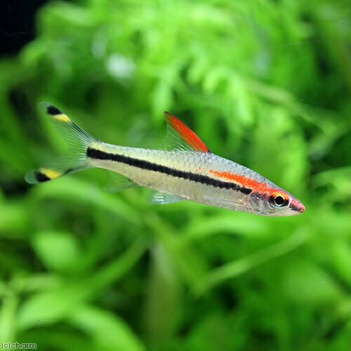 （熱帯魚）レッドライン・トーピードバルブ（ワイルド）（1匹） 北海道・九州航空便要保温