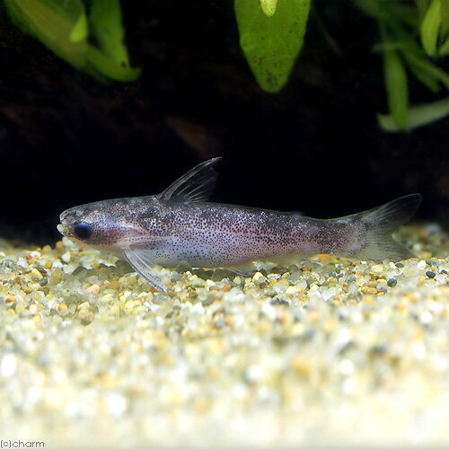 （熱帯魚）マーブルコンコロール・タティア　ペルー（1匹）　北海道・九州航空便要保温